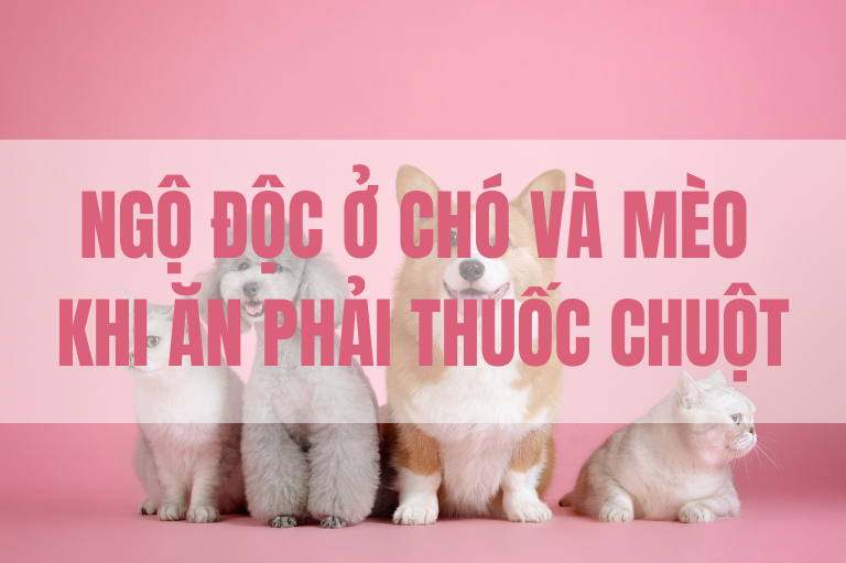 Mèo ăn phải thuốc chuột bao lâu thì chết: Cách nhận biết và xử lý kịp thời